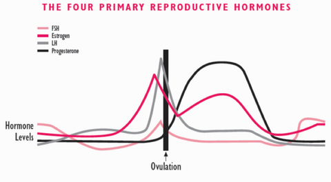Horny When Ovulating